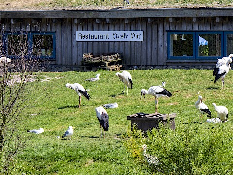 Tierpark Westküstenpark Schleswig-Holstein