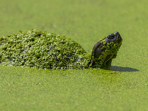 Tierpark Westküstenpark Schleswig-Holstein