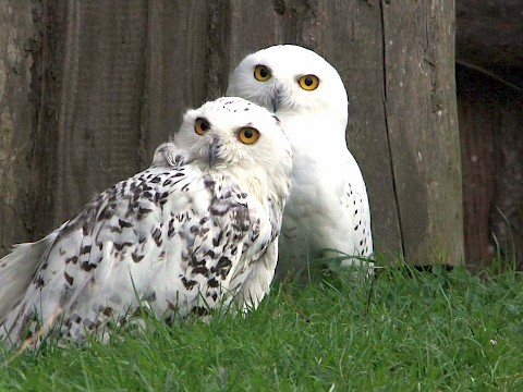 Tierpark Westküstenpark Schleswig-Holstein