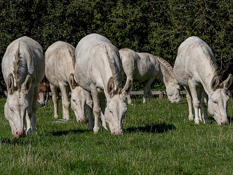Tierpark Westküstenpark Schleswig-Holstein