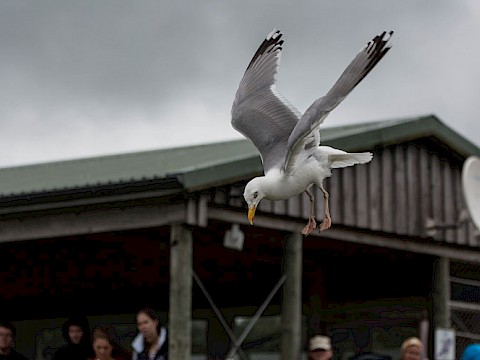 Tierpark Westküstenpark Schleswig-Holstein