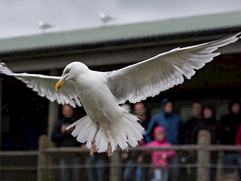 Tierpark Westküstenpark Schleswig-Holstein