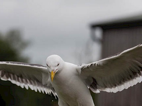 Tierpark Westküstenpark Schleswig-Holstein