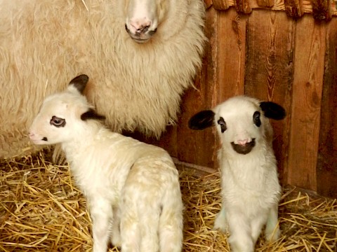 Tierpark Westküstenpark am 07.03.2016: Westküstenpark züchtet historische Alpenschafe...