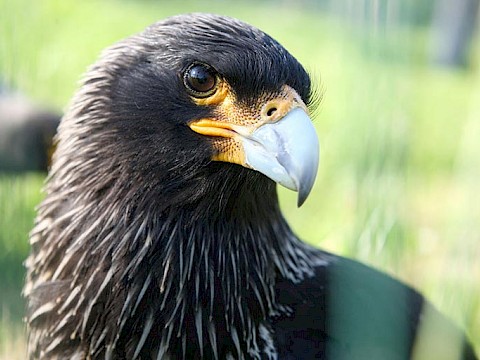 Tierpark Westküstenpark am 06.12.2015: Greifvogelschutzzentrum in Kroatien braucht dringend Unterstützung...