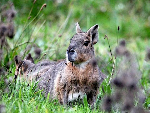 Tierpark Westküstenpark Schleswig-Holstein