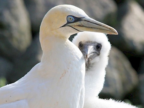 Tierpark Westküstenpark Schleswig-Holstein