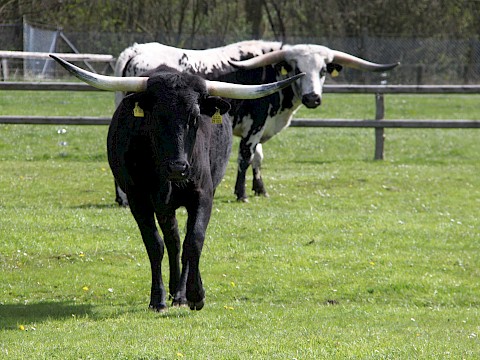 Tierpark Westküstenpark Schleswig-Holstein
