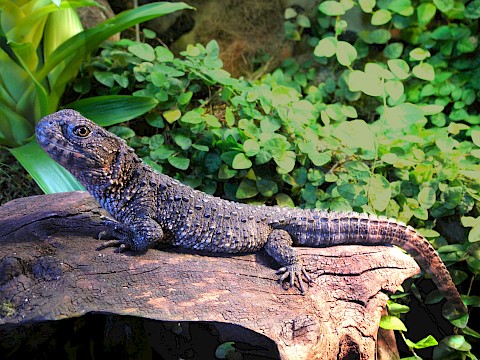 Tierpark Westküstenpark Schleswig-Holstein