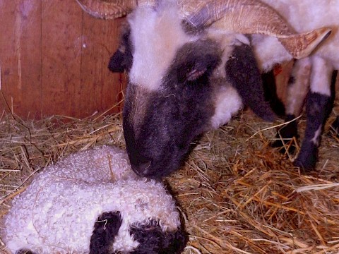 Tierpark Westküstenpark am 05.04.2016: Walliser Schwarznasenschaf