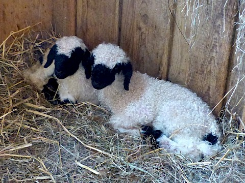 Tierpark Westküstenpark am 02.04.2016: Walliser Schwarznasenschaf