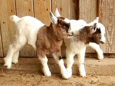 Tierpark Westküstenpark am 20.03.2016: Afrikanische Zwergziegenzwillinge