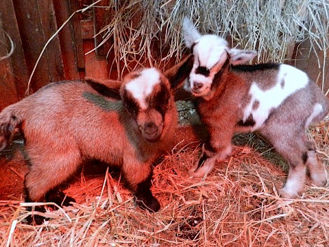 Tierpark Westküstenpark am 09.03.2016: Afrikanische Zwergziegen