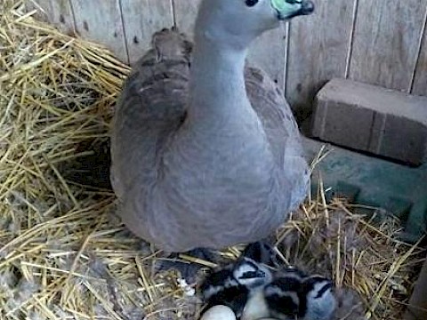 Tierpark Westküstenpark am 14.02.2016: Hühnergans Nachwuchs