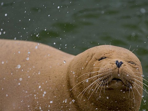 Tierpark Westküstenpark am 04.01.2016: Unser Jahresrückblick 2015!