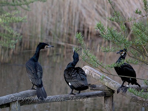 Tierpark Westküstenpark am 15.07.2015: Kormoran macht Schlagzeilen...