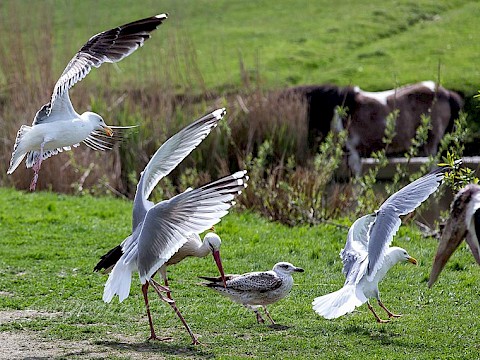 Tierpark Westküstenpark am 29.05.2015: „Tag der Störche” im Westküstenpark...