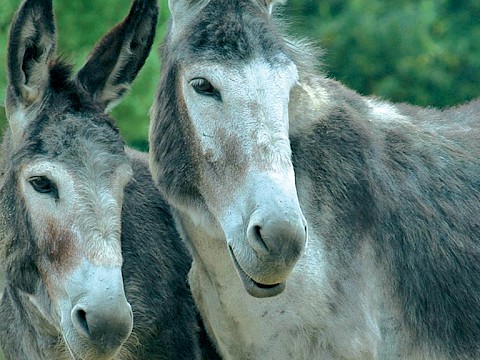 Tierpark Westküstenpark am 09.01.2015: Barrierefreies Tierparkerlebnis im Westküstenpark