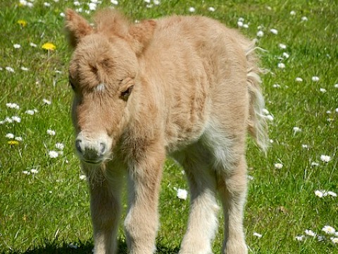 Tierpark Westküstenpark Schleswig-Holstein