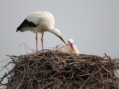 Tierpark Westküstenpark am 22.05.2016: 29. Mai | 11.00 Uhr bis 17.00 Uhr „Tag der Störche”... von Jungstörchen und anderen Tierkindern.