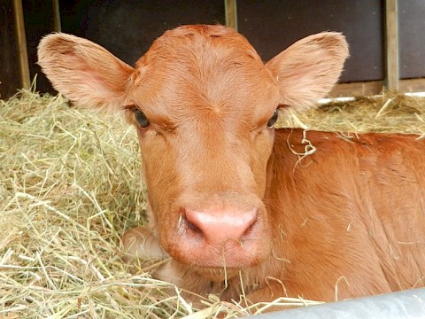 Tierpark Westküstenpark am 22.05.2016: 19.05.2016 Dexterrind Marleen, weiblich