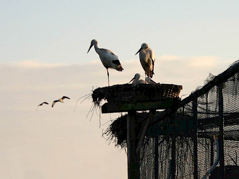 Tierpark Westküstenpark am 29.05.2016: Ausklang unseres Storchentages 2016!