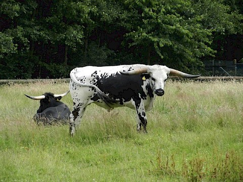 Tierpark Westküstenpark am 30.06.2016: Unsere Texas Longhorns: Lange haben wir auf sie gewartet - jetzt sind sie endlich da!