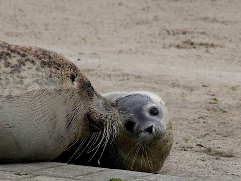 Tierpark Westküstenpark Schleswig-Holstein
