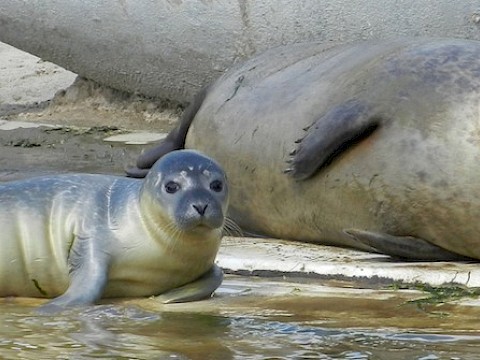 Tierpark Westküstenpark am 06.07.2016: 3. Seehund