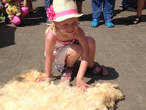 Tierpark Westküstenpark am 25.07.2016: Unser Schaftag 2016 – ein sonniges Erlebnis für die ganze Familie!