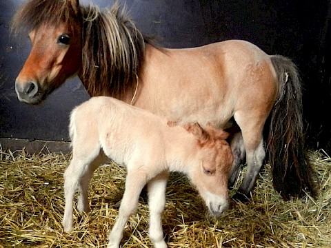 Tierpark Westküstenpark am 01.08.2016: Minishetlandpony-Stute Bessy hat heute Morgen ein kleines Hengst-Fohlen gebohren!