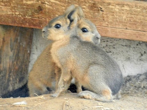 Tierpark Westküstenpark Schleswig-Holstein