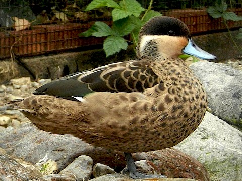Tierpark Westküstenpark am 16.10.2016: Bilder von unserem Herbstfest 2016!