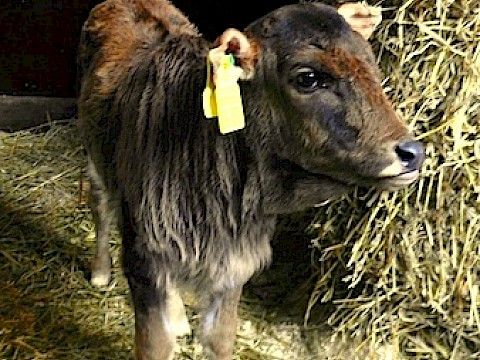 Tierpark Westküstenpark am 03.12.2016: Zwergzebu Lina