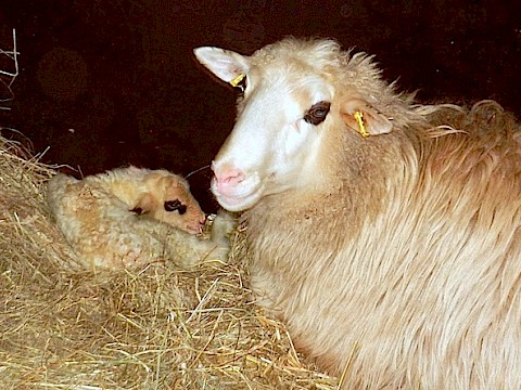 Tierpark Westküstenpark am 08.01.2017: Bentheimer Landschaf „Bente“ mit Lamm „Babsi“.