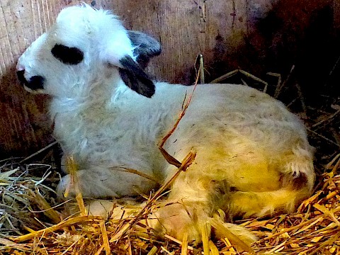 Tierpark Westküstenpark am 09.03.2017: Bentheimer Landschaf