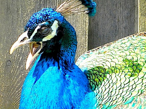 Tierpark Westküstenpark am 11.04.2017: Unser 25-jähriges Firmenjubiläum!