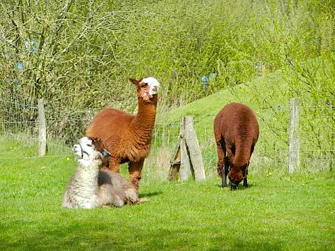 Tierpark Westküstenpark am 16.04.2017: Unser Osterfest 2017