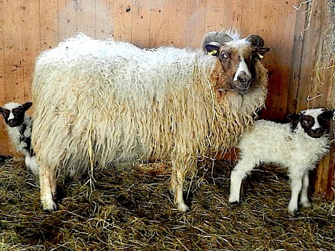 Tierpark Westküstenpark am 27.04.2017: Islandschaf