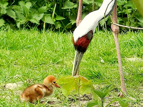 Tierpark Westküstenpark Schleswig-Holstein
