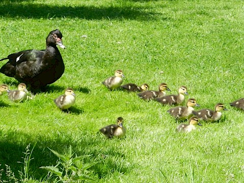 Tierpark Westküstenpark Schleswig-Holstein