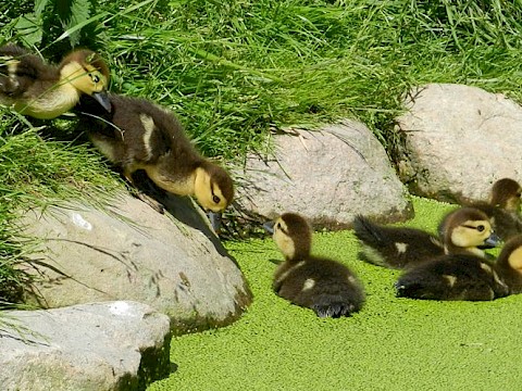 Tierpark Westküstenpark Schleswig-Holstein