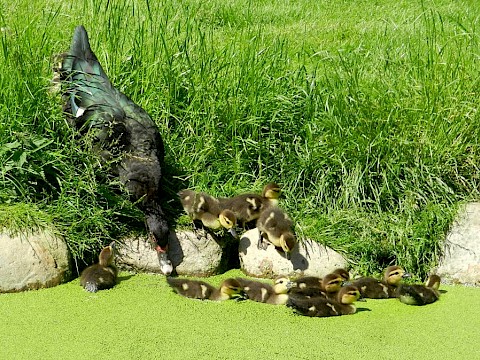 Tierpark Westküstenpark Schleswig-Holstein