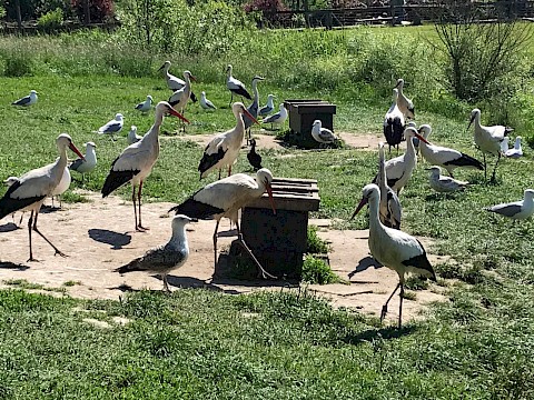 Tierpark Westküstenpark am 19.06.2017: Ornithologische Abendwanderung zu den Salzwiesen-Störchen von St. Peter-Ording!