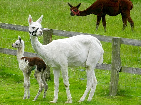 Tierpark Westküstenpark Schleswig-Holstein