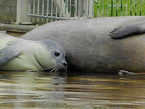 Tierpark Westküstenpark Schleswig-Holstein
