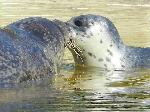 Tierpark Westküstenpark Schleswig-Holstein