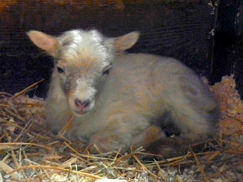 Tierpark Westküstenpark Schleswig-Holstein