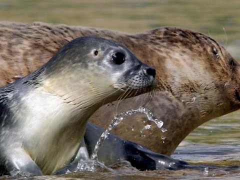 Tierpark Westküstenpark am 18.07.2017: Welt online schreibt!