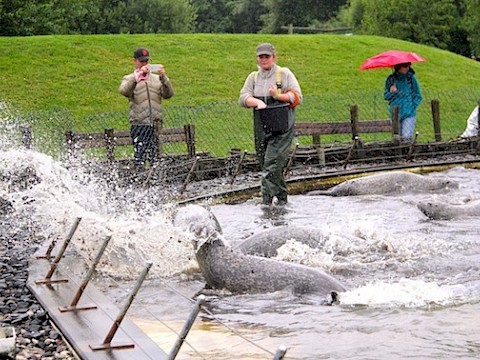 Tierpark Westküstenpark am 23.07.2017: Unser schöner Schaftag 2017!